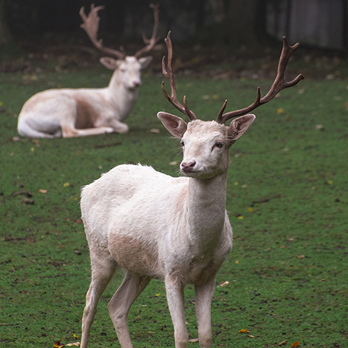 Wildkatzenpark